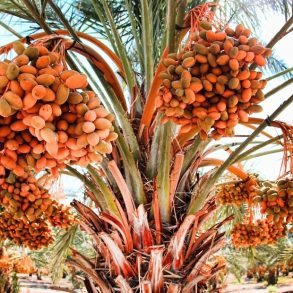 date-palm-ingredient