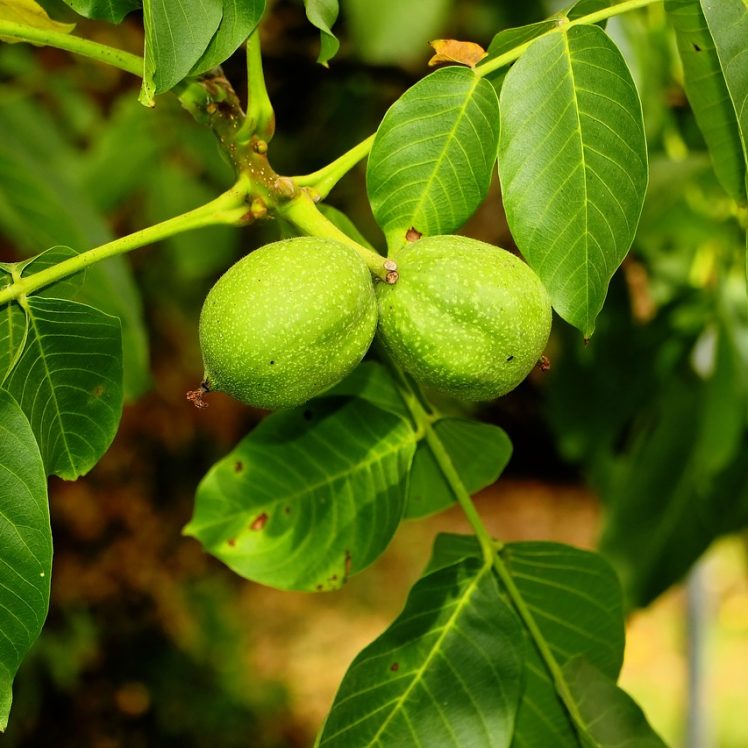 walnut-tree