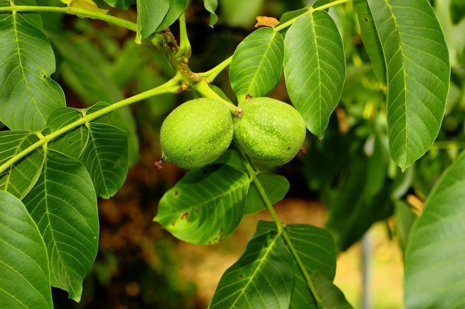 walnut-tree